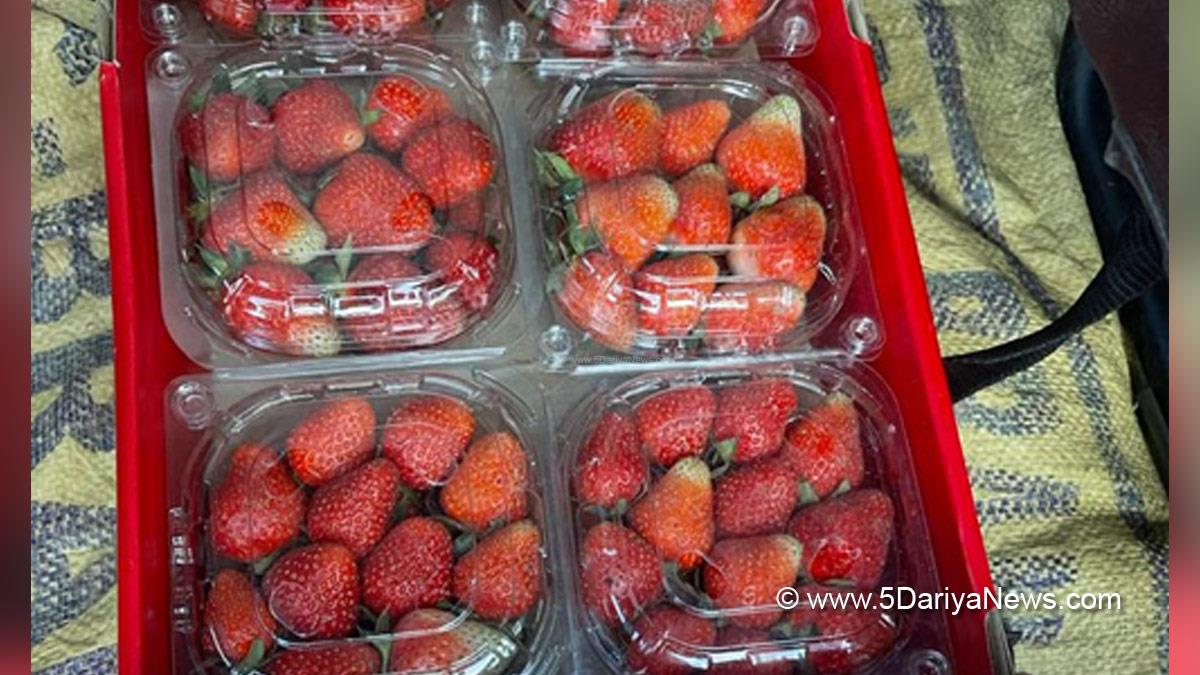 Food, Health, Research, Strawberry, Strawberry Effects, Strawberry Effects On Body, Strawberry Dementia, Strawberry Dementia Relation