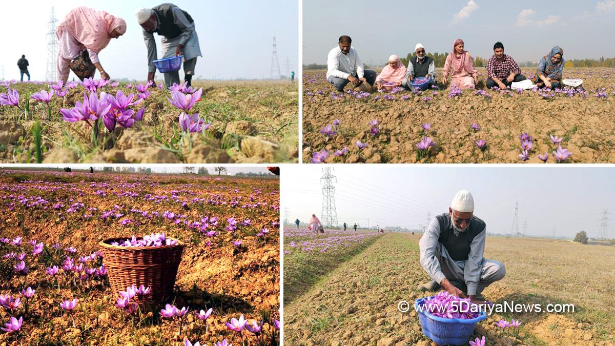 Pampore, Saffron Harvesting, Saffron Harvesting in Pulwama, Saffron Harvesting in Kashmir, Saffron, Saffron Harvesting in Pampore, Kashmir, Jammu And Kashmir, Jammu & Kashmir