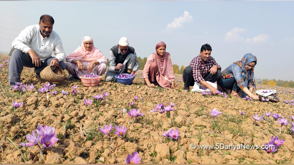 Pampore, Saffron Harvesting, Saffron Harvesting in Pulwama, Saffron Harvesting in Kashmir, Saffron, Saffron Harvesting in Pampore, Kashmir, Jammu And Kashmir, Jammu & Kashmir