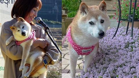 Kabosu Dog Died