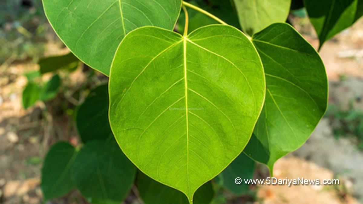 World Environment Day, World Environment Day 2025