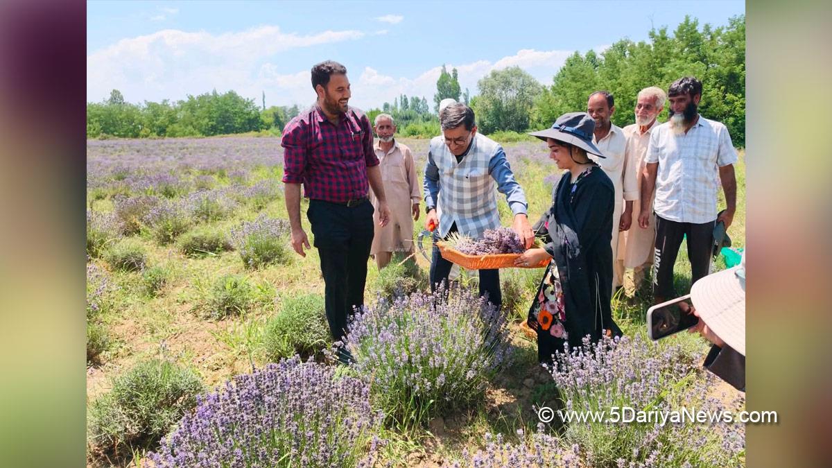 Dr Zabeer Ahmed, CSIR Indian Institute of Integrative Medicine, CSIR IIIM, Lavender Harvest, Pulwama