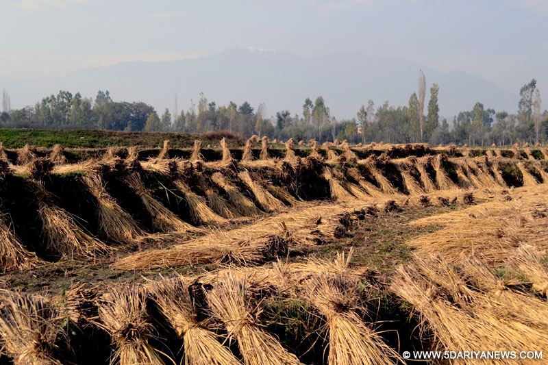 Harvest In Kashmir Affected By ill Weather: Harvesters Left Option Less